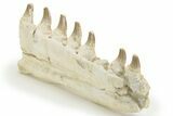 Partial Mosasaur Jaw with Seven Teeth - Morocco #220672-1